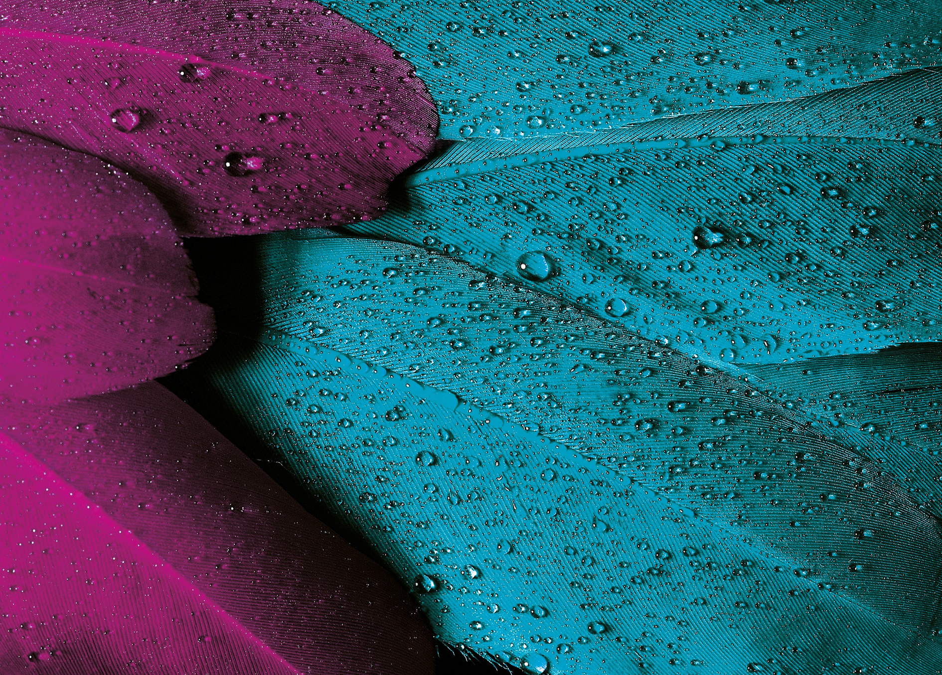 Plumage, Feather, Bird, Pink, Violet, Turquoise